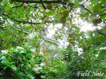 フィールドノート3