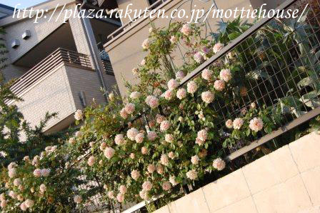 090502レーヴドール