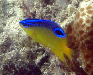 イチモンスズメ幼？