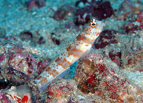 ダンダラダテハゼ