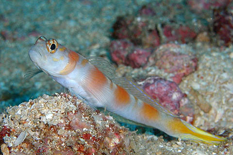 フラッグテイルゴビー