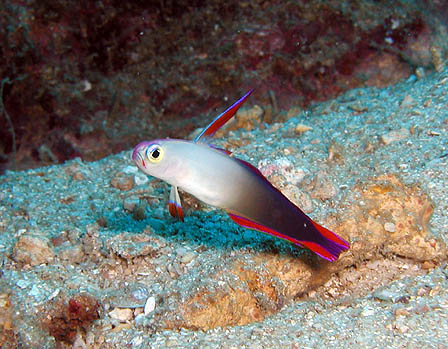 ファイアーゴビー