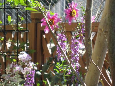 ダリア秋桜とアンゲロニア、宿根フロックス1015