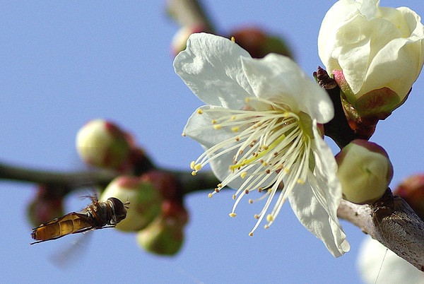 梅の花