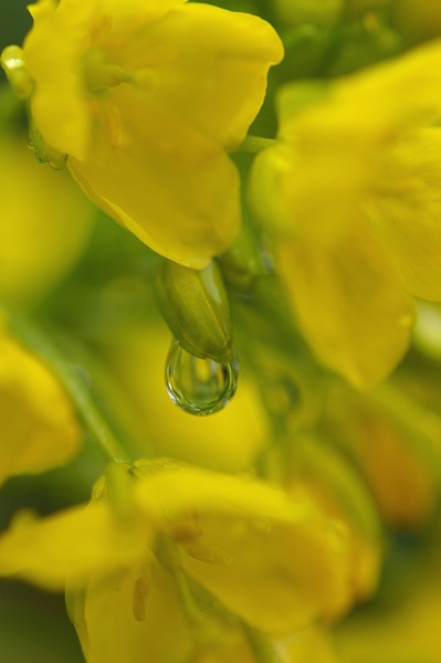 濡れる菜の花