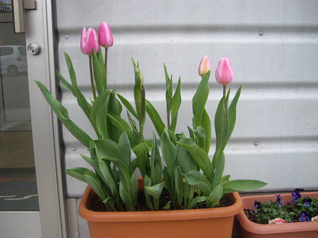 咲きました♪