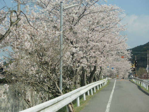 桜並木