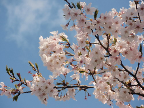 青空と桜