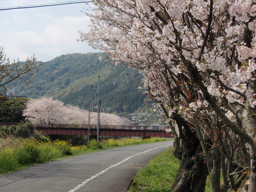 川沿いの桜