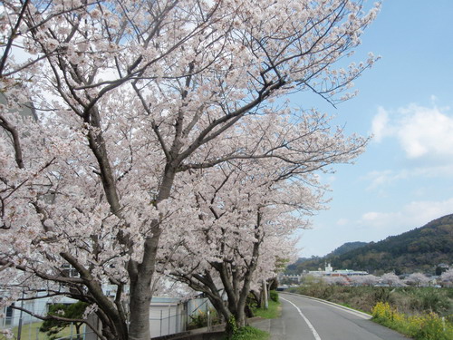 今年さいごの桜