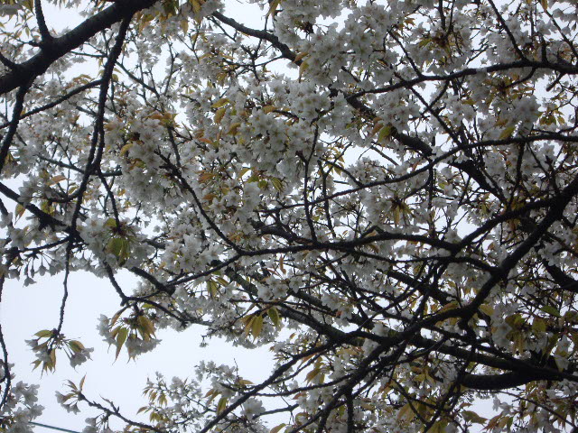 山桜