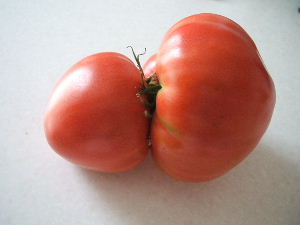 tomato