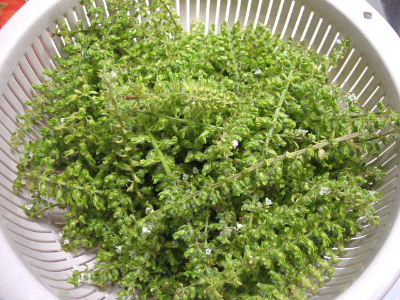 shiso