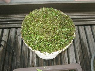 ソレイロリア丸坊主