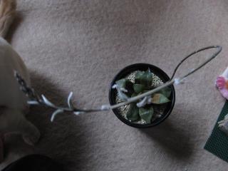 ハオルチア属レツーサ