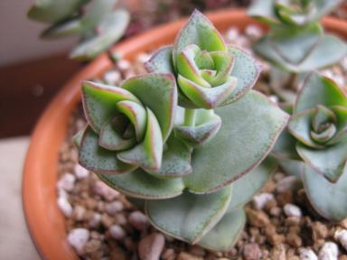 星の王子の双子