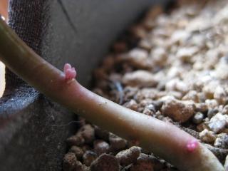 朧月　茎の部分