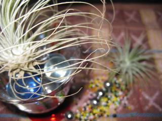 フックシーとイオナンタ