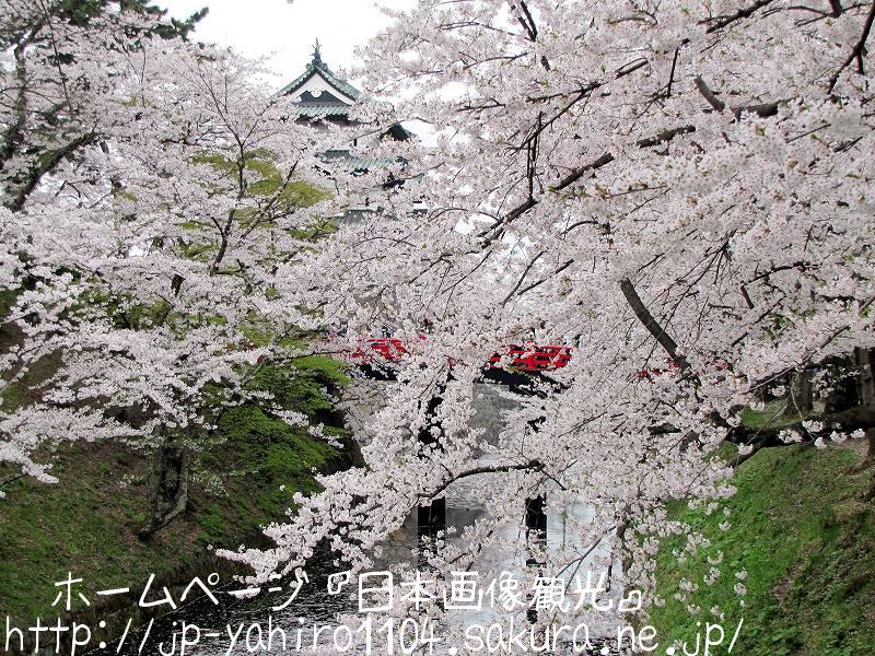 青森・桜満開の弘前城１
