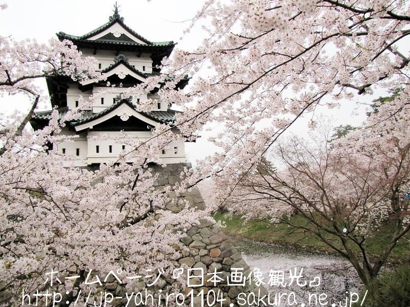 青森・桜満開の弘前城２