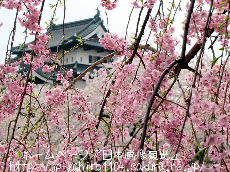 青森・桜満開の弘前城３