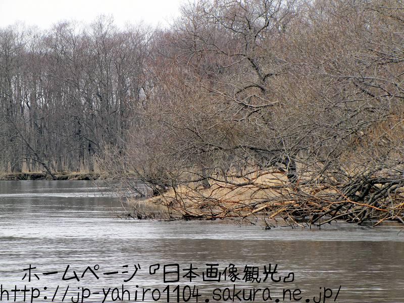 北海道・湿原を流れる釧路川