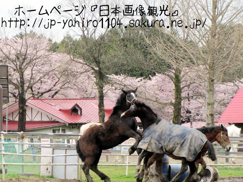 栃木・那須、千本松牧場の桜
