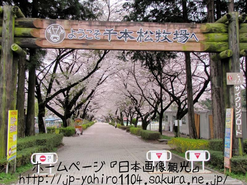 栃木・那須、千本松牧場の桜