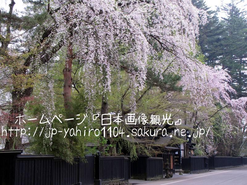 秋田・桜満開の角館４