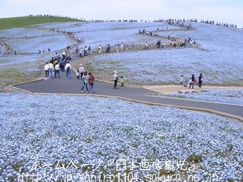 茨城・国営ひたち海浜公園のネモフィラの花１