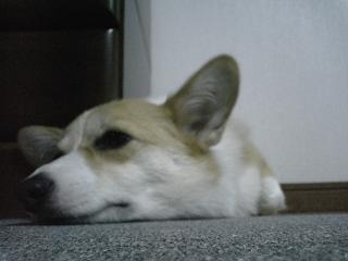 床シュガ３