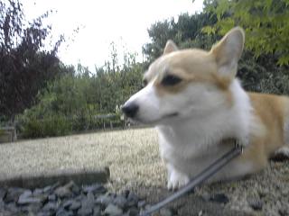 考え？シュガ