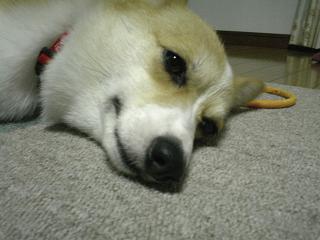 寝そうシュガ