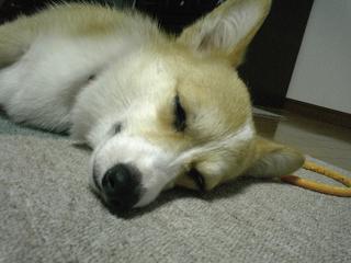 寝るシュガ