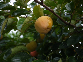 P1000425-1.JPG