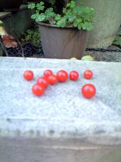 マイクロトマト20090706.jpeg
