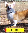 はなボタン-8.jpg
