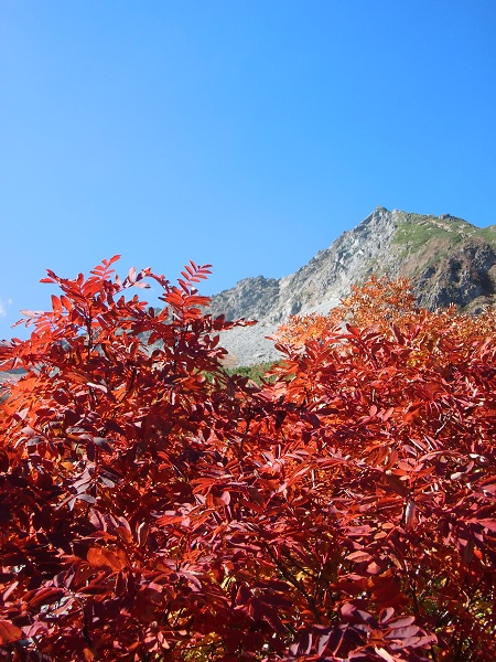 涸沢の紅葉1