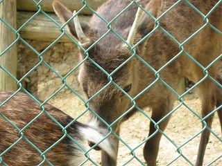 愛宕山動物公園　鹿