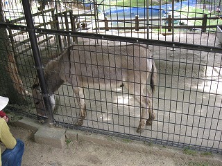 愛宕山動物公園　ロバ