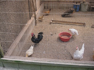愛宕山動物公園　鶏
