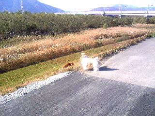 お散歩♪