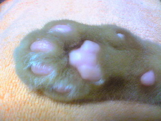 茶ﾄﾗのピンクな肉球♪