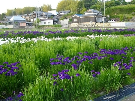 山を抜けたら菖蒲園があった.jpg