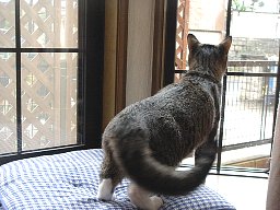 カラス追い5