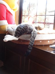 伸びてます1