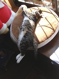 伸びてます2