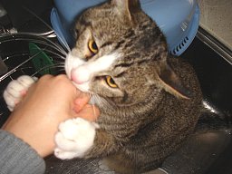 オイタ中4