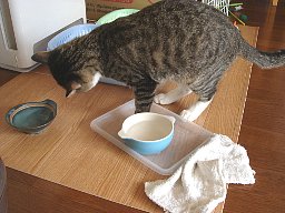 ここ掘れニャンニャン2