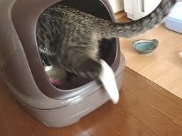 ここ掘れニャンニャン3